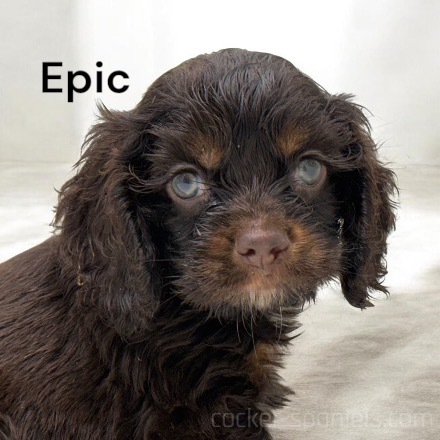 puppy, for, sale, Cocker Spaniel, Joe & Cherri  Overlease, dog, breeder, Miller, MO, dog-breeder, puppy-for-sale, forsale, nearby, find, puppyfind, locator, puppylocator, aca